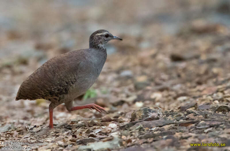 Tinamou à grands sourcilsadulte, identification