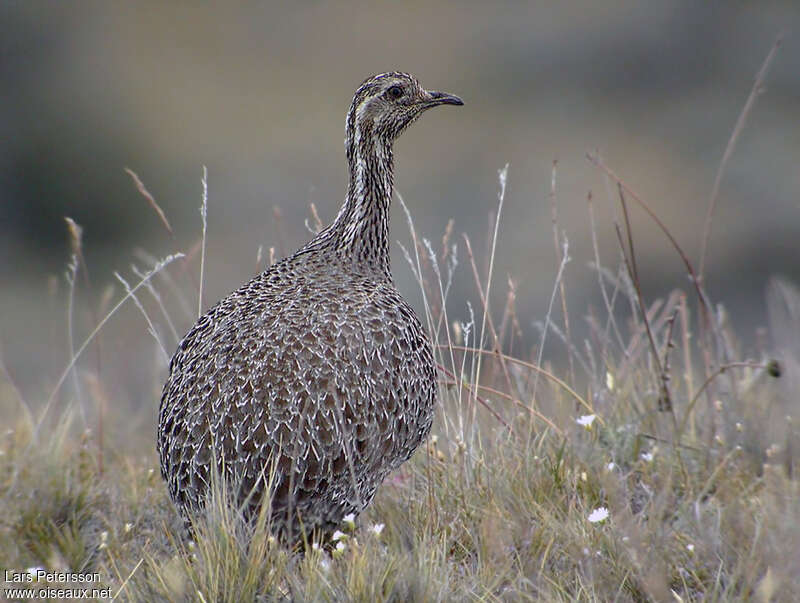 Patagonian Tinamouadult, identification