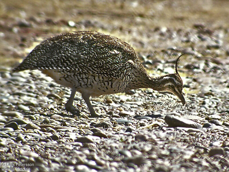 Tinamou élégant