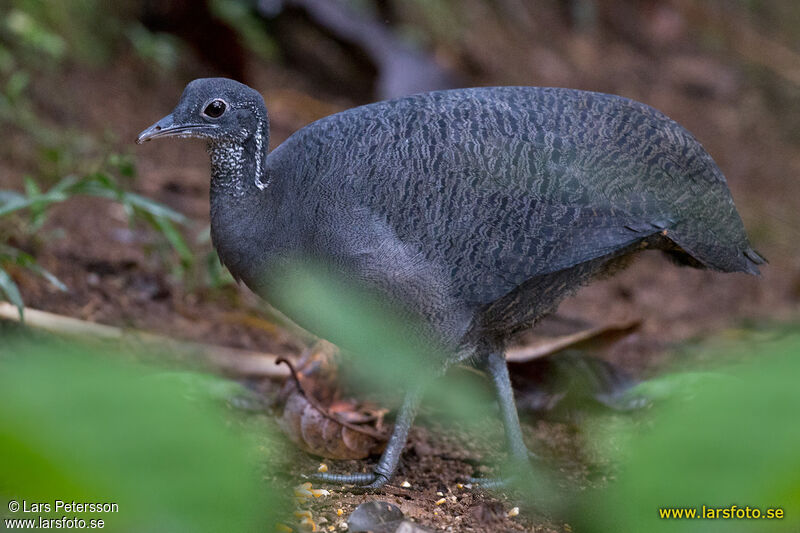 Grey Tinamou