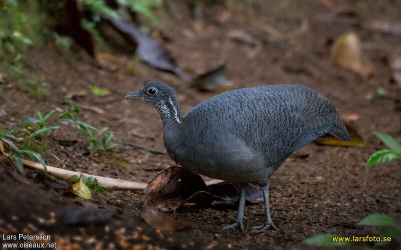 Tinamou tao, identification