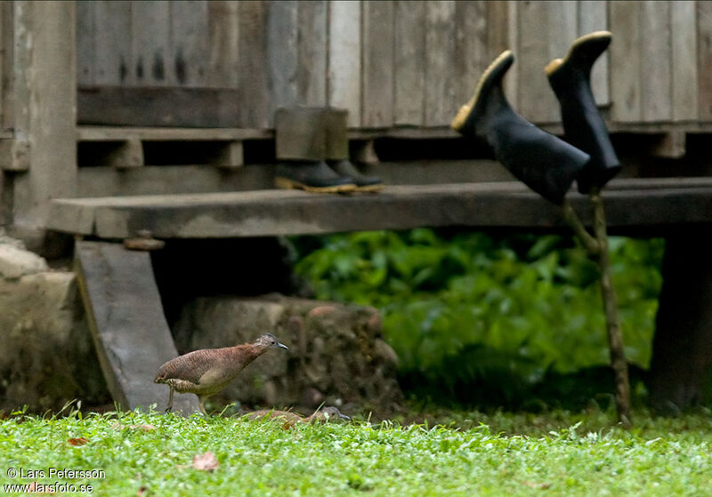 Undulated Tinamou