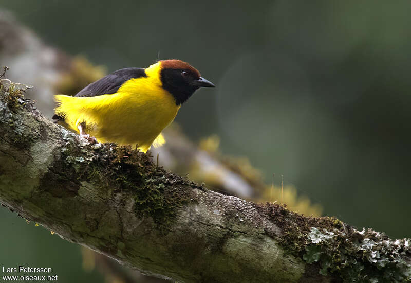 Brown-capped Weaver male adult breeding, close-up portrait