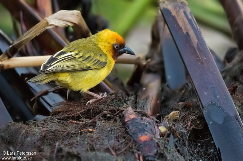 Northern Brown-throated Weaver