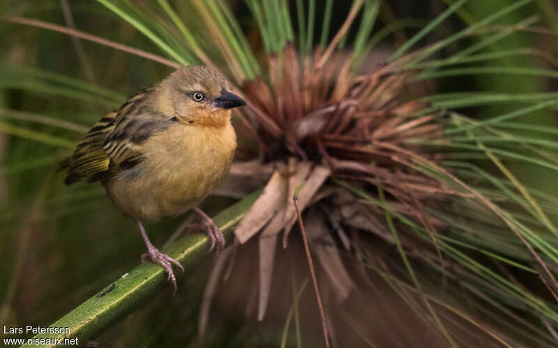 Northern Brown-throated Weaver female adult, close-up portrait