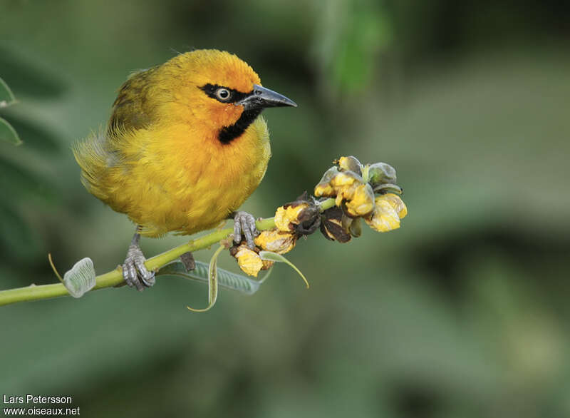 Spectacled Weaver male adult, close-up portrait, pigmentation, feeding habits