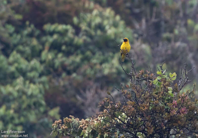 Black-chinned Weaver male adult, identification