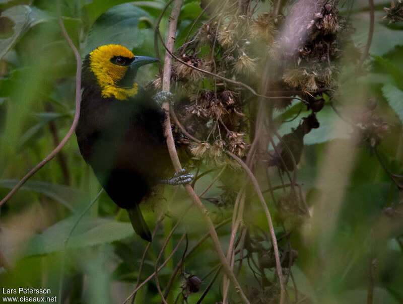 Tisserin à tête jaune mâle adulte, portrait