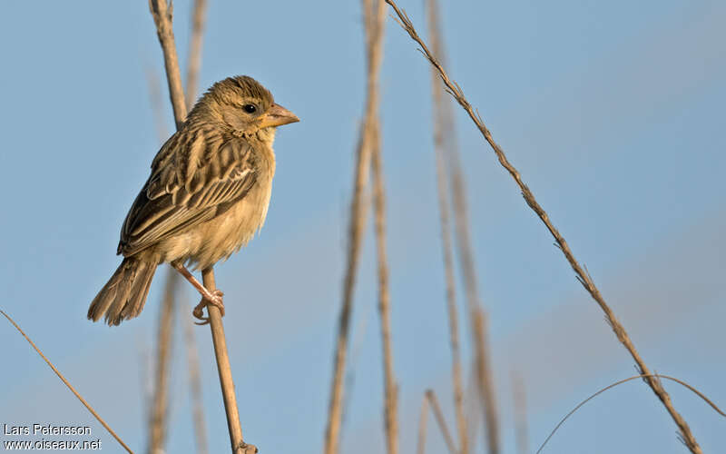 Tisserin baya1ère année, identification