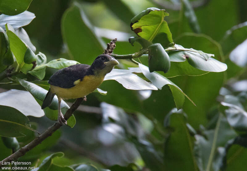 Dark-backed Weaverjuvenile, identification