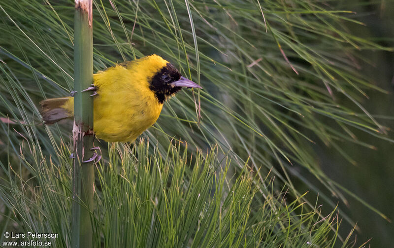 Slender-billed Weaver