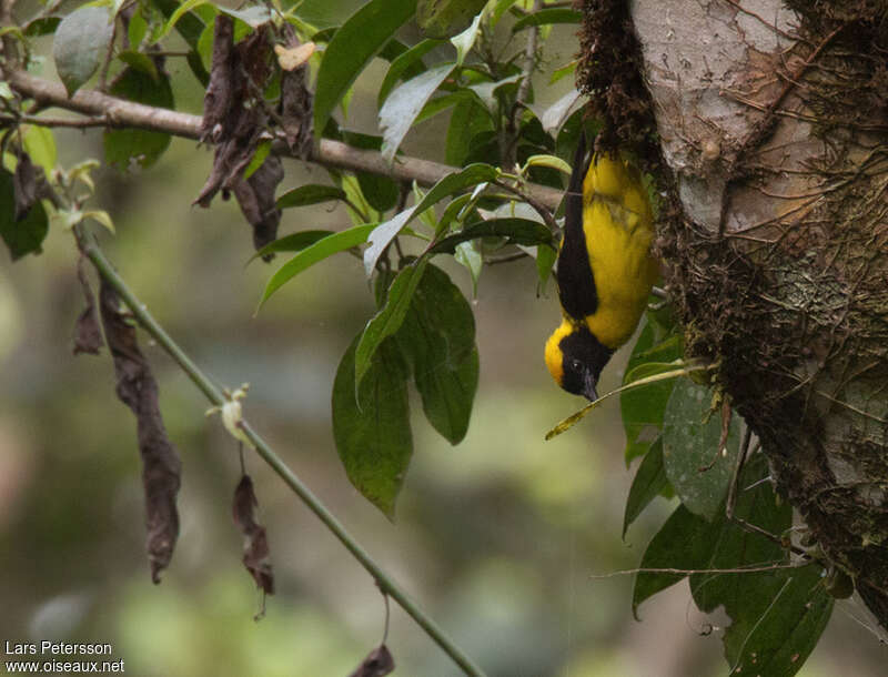 Preuss's Weaver male adult, identification