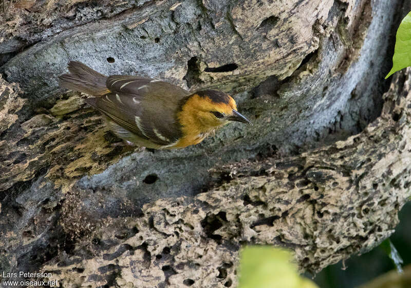 Tisserin de Sao Toméadulte, pigmentation