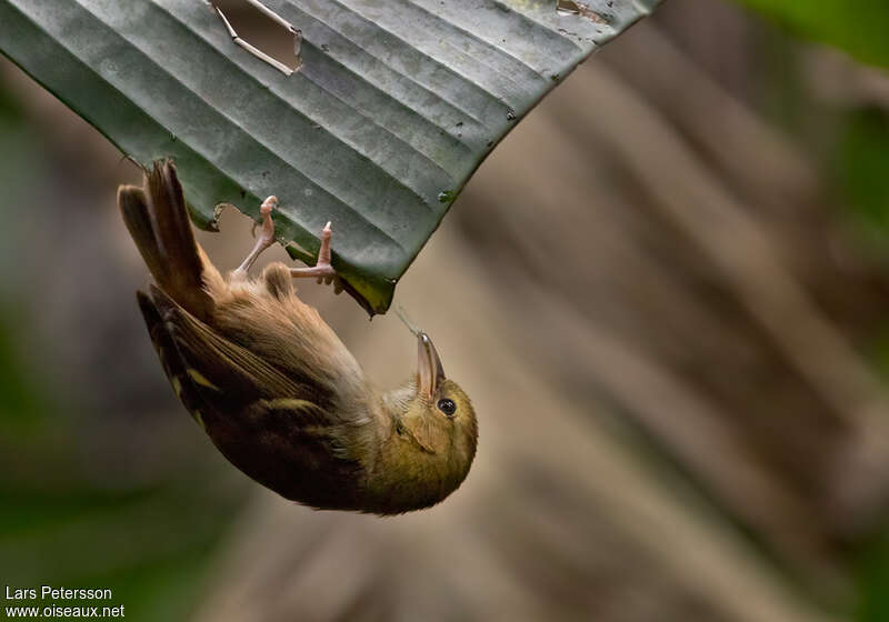 Sao Tome Weaver female adult, identification