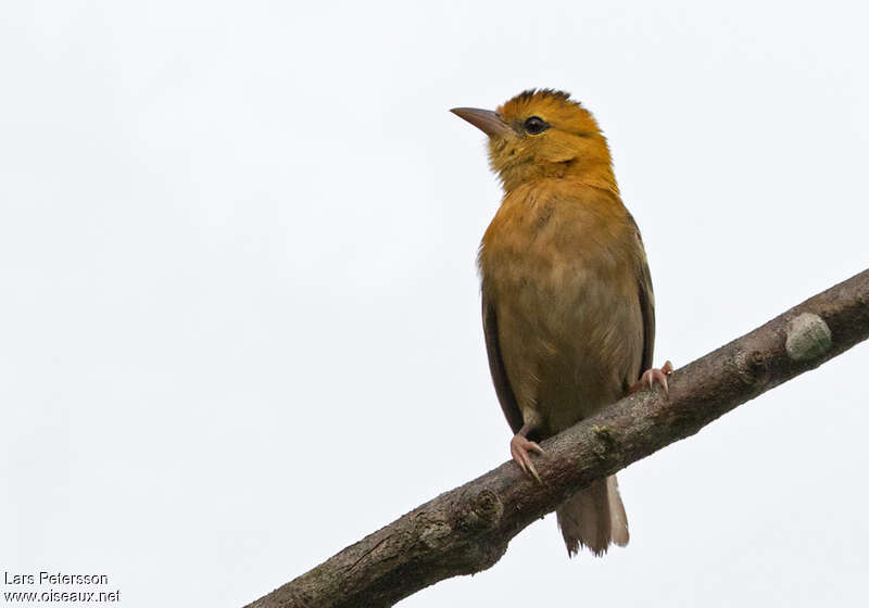 Tisserin de Sao Tomé mâle adulte, portrait