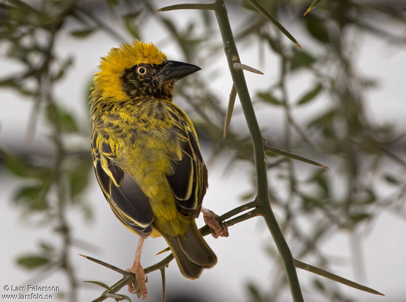 Speke's Weaver