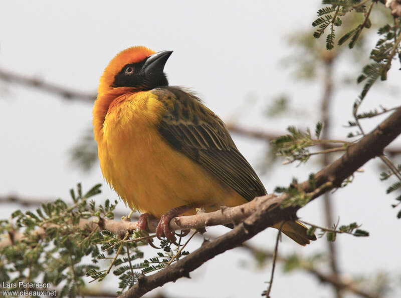 Speke's Weaver male adult, close-up portrait, pigmentation