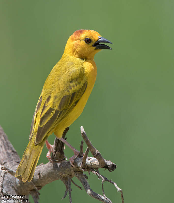 Tisserin de Taveta mâle adulte, identification