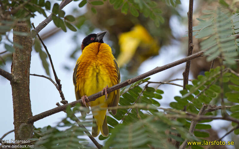 Village Weaver male adult breeding, habitat, pigmentation