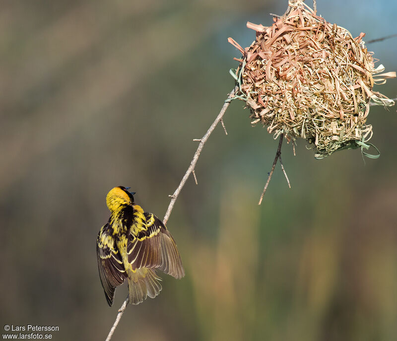 Village Weaver