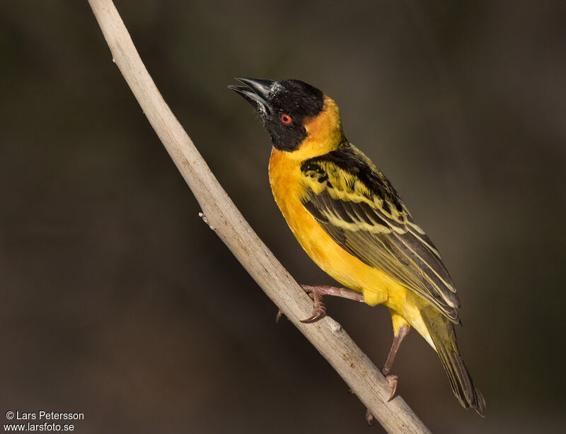 Village Weaver