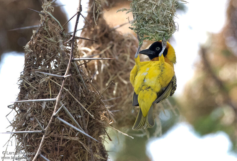 Lesser Masked Weaver