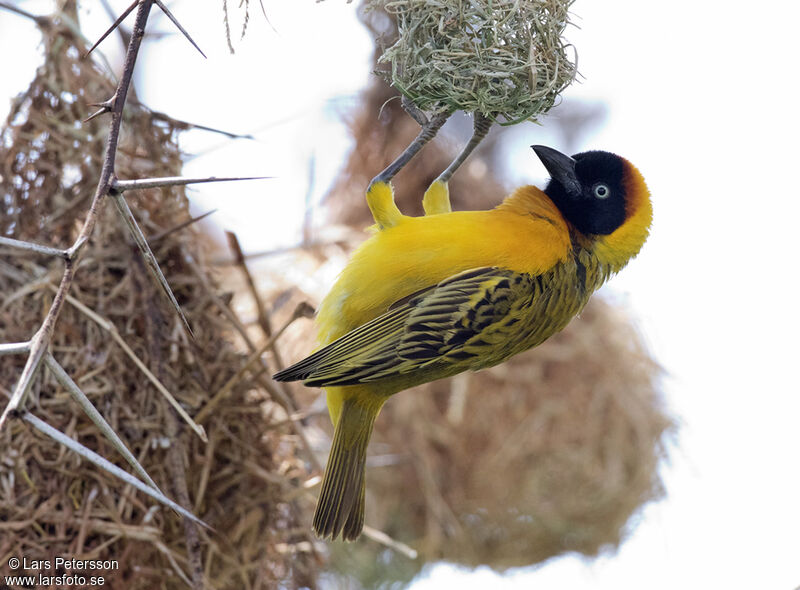 Lesser Masked Weaver