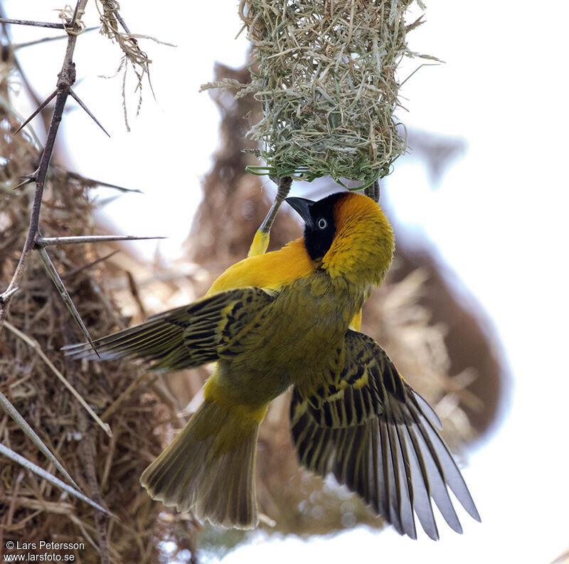 Lesser Masked Weaver