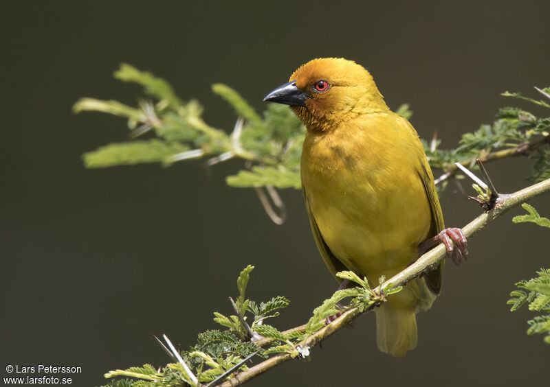 Tisserin jaune