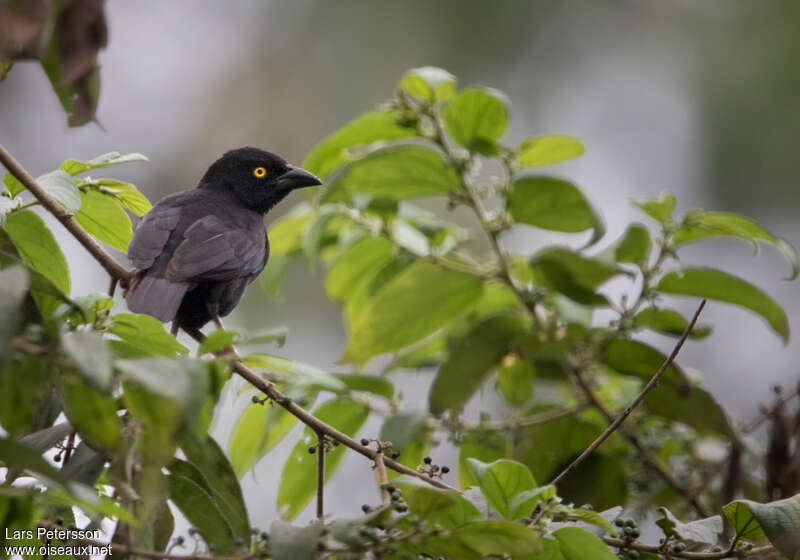 Vieillot's Black Weaver male adult breeding, habitat, pigmentation