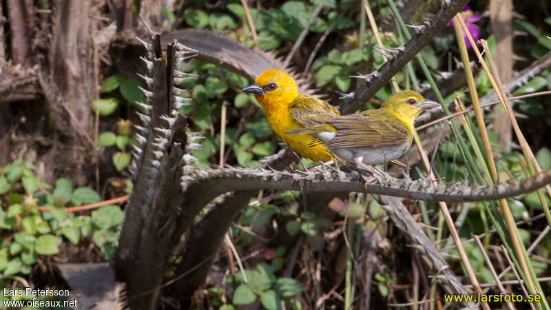 Orange Weaveradult breeding, habitat, pigmentation, mating.