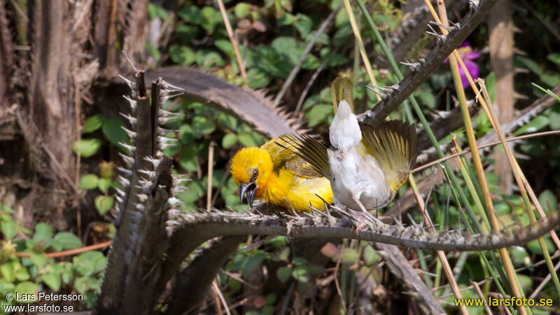 Orange Weaver