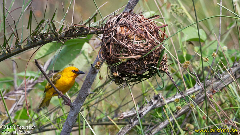 Orange Weaver