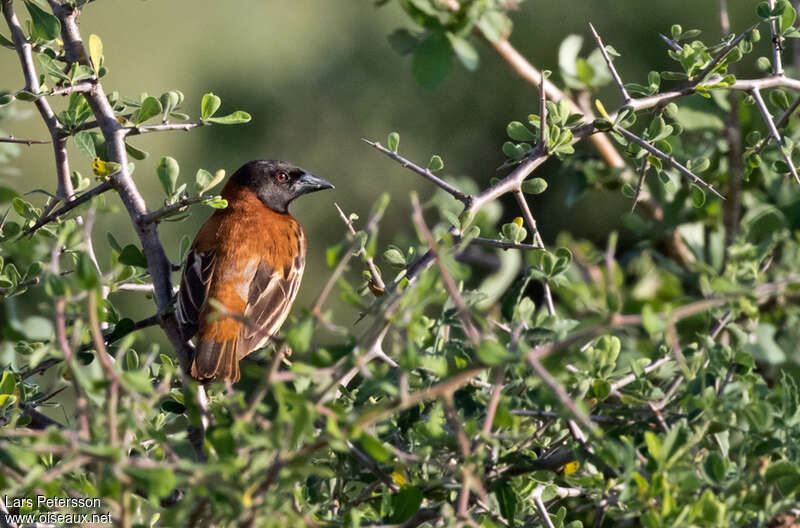 Tisserin roux mâle adulte nuptial, habitat, pigmentation