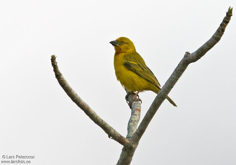 Holub's Golden Weaver