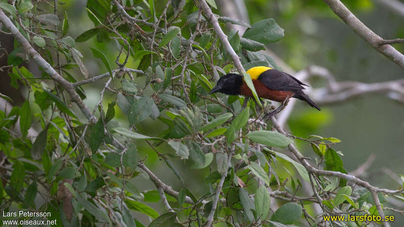 Yellow-mantled Weaveradult breeding, habitat, pigmentation