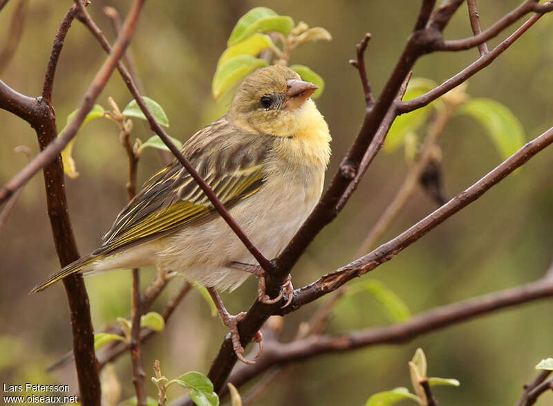 Vitelline Masked Weaver female adult post breeding, identification