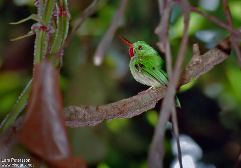 Todier de la Jamaïqueadulte, identification