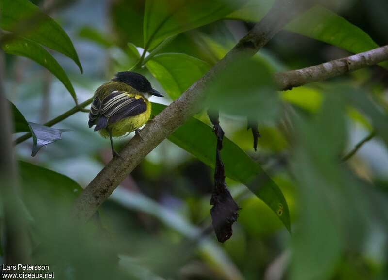 Golden-winged Tody-Flycatcheradult