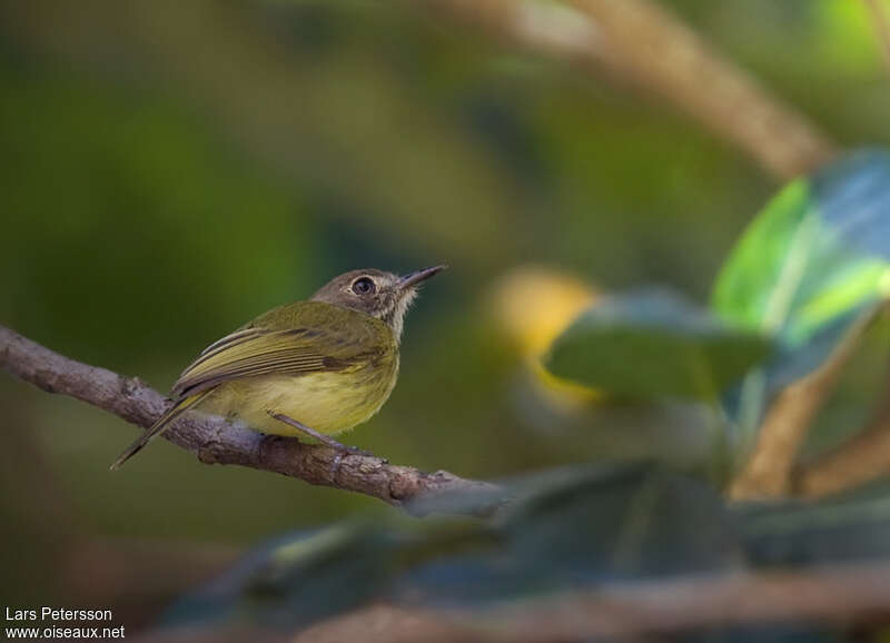 Stripe-necked Tody-Tyrant, pigmentation