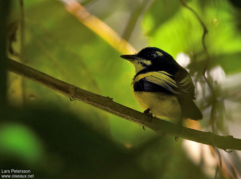 Black-backed Tody-Flycatcheradult, habitat, pigmentation