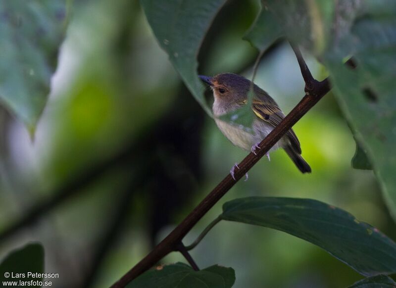 Rusty-fronted Tody-Flycatcher