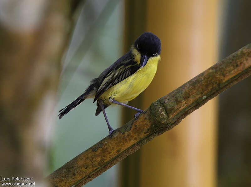 Common Tody-Flycatcher male adult, pigmentation, clues