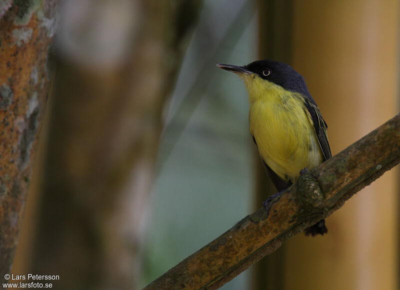 Common Tody-Flycatcher