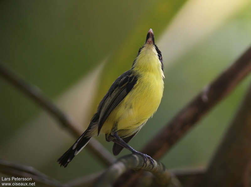 Common Tody-Flycatcher, clues