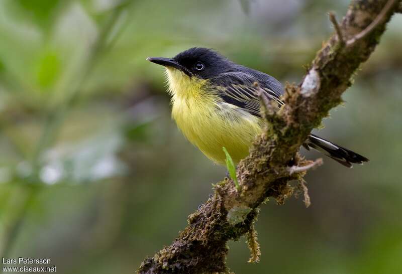 Common Tody-Flycatcher male adult, identification