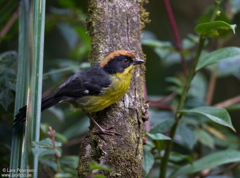 Yellow-breasted Brushfinch