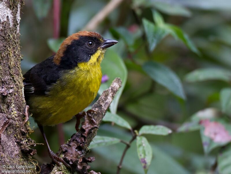 Yellow-breasted Brushfinch