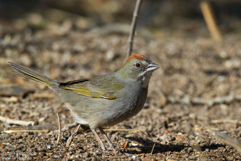 Green-tailed Towhee