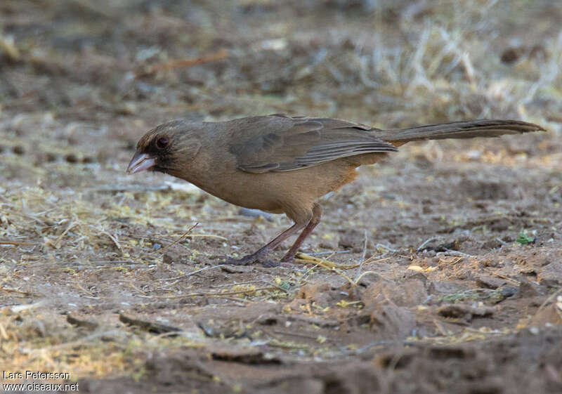 Abert's Towheeadult, identification